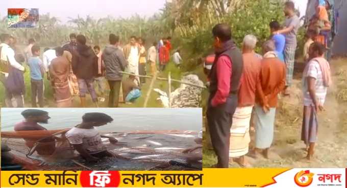 রাজশাহীর পুঠিয়ায় পুকুর থেকে নতুন ধরনে হচ্ছে মাছ ডাকাতি আতঙ্কে চাষিরা