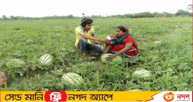 তরমুজের দাম জমিতে ৬০ টাকা, আড়তে ৯০, খুচরায় ২৫০!