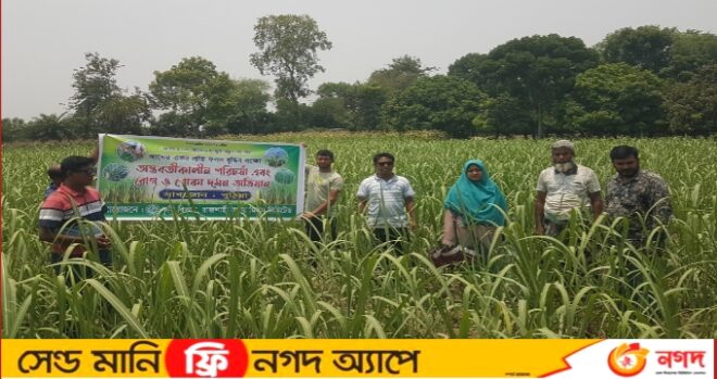 পুঠিয়ায় আখের ফলন বৃদ্ধি পরিচর্যা, রোগ ও পোকা দমন অভিযান কর্মসূচি অনুষ্ঠিত