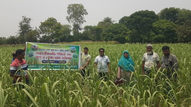 রাজশাহীর পুঠিয়ায় আখের ফলন বৃদ্ধি পরিচর্যা, রোগ ও পোকা দমন অভিযান কর্মসূচি ছবি 