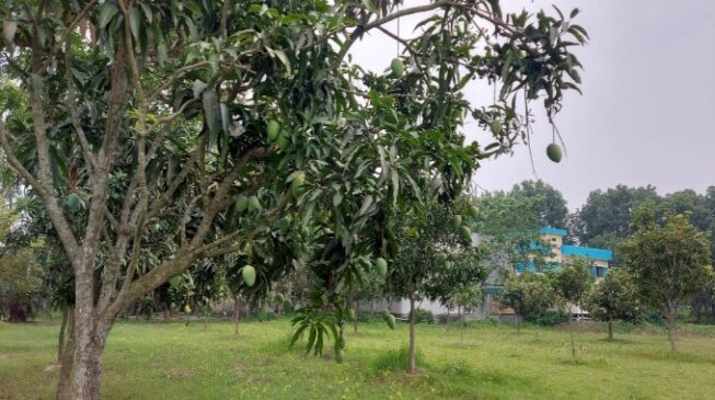 পুঠিয়ায় সরকারি বাগান ইজারাদার পরিচ্ছন্ন কর্মী, ভোগ করেন ইউএনও!