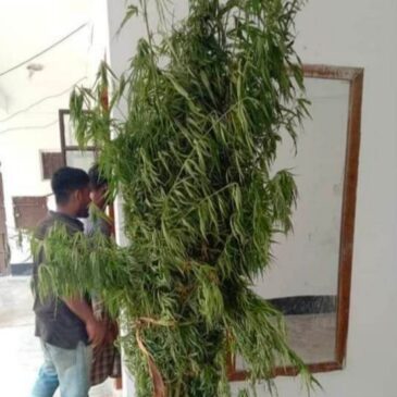 উদ্ধারকৃত গাঁজার গাছ