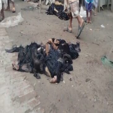 কোরবানির ছাগল ও খাসির চামড়া