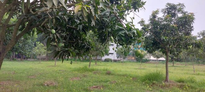 ইজারাকৃত বাগান 