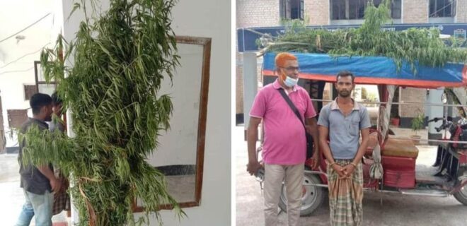 রাজশাহীর তানোরে বিশাল গাঁজার গাছসহ আটক-১