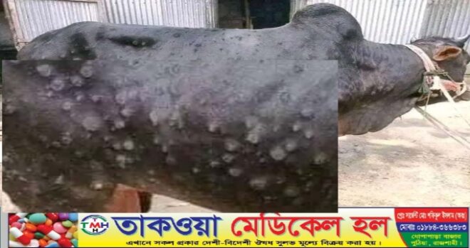 রাজশাহীর তানোরে গরুর ল্যাম্পি স্কীন রোগ প্রকট আকার ধারণ করেছে