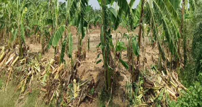 এবার নাটোরে কলা গাছের সাথে শত্রুতা!