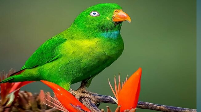 পোষা টিয়া হত্যার দায়ে দুই নারীর কারাদণ্ড