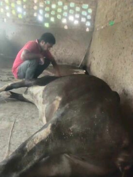 রাজশাহীর বাঘায় এআই কর্মীর চিকিৎসার পর গরুর মৃত্যুর অভিযোগ