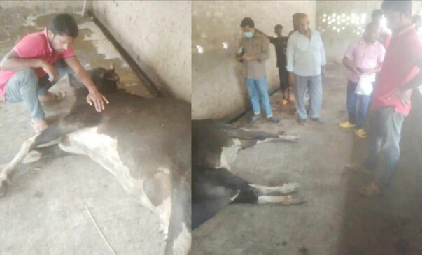 রাজশাহীর বাঘায় এআই কর্মীর চিকিৎসার পর গরুর মৃত্যুর অভিযোগ
