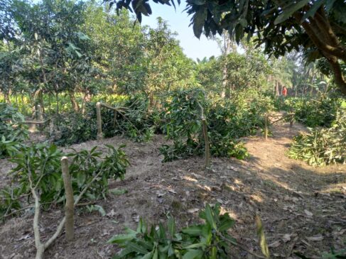 চারঘাটে রাতের আঁধারে প্রায় অর্ধশতাধিক আমগাছ কেটে ফেলেছে দুর্বৃত্তরা