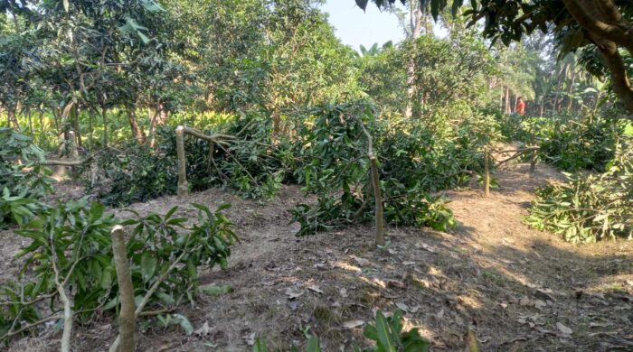চারঘাটে রাতের আঁধারে প্রায় অর্ধশতাধিক আমগাছ কেটে ফেলেছে দুর্বৃত্তরা