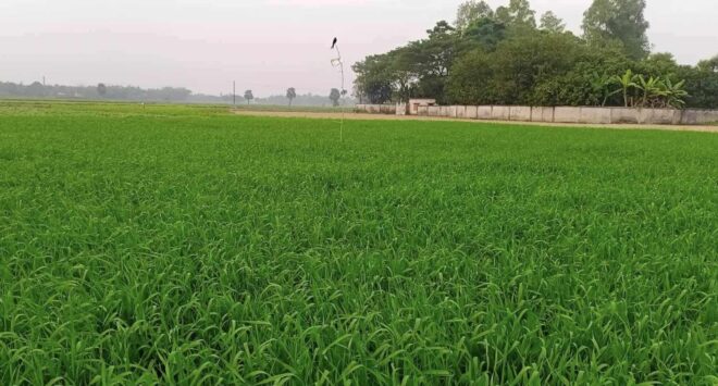 রাজশাহীর তানোরে গমের বাম্পার ফলনের সম্ভাবনা