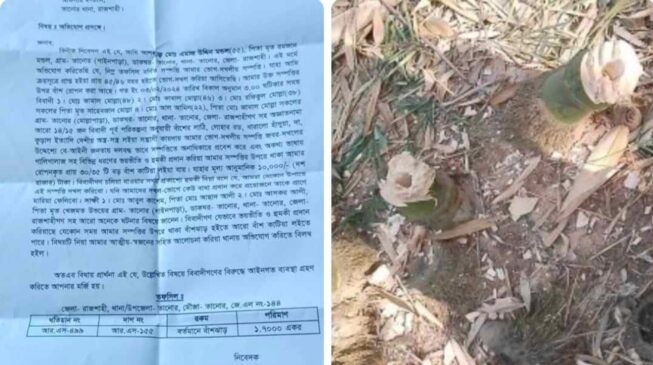 এবার রাজশাহীর তানোরে বাঁশের সাথে শত্রুতা, থানায় অভিযোগ