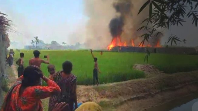 ১০০ বিঘা জমির পানের বরজ