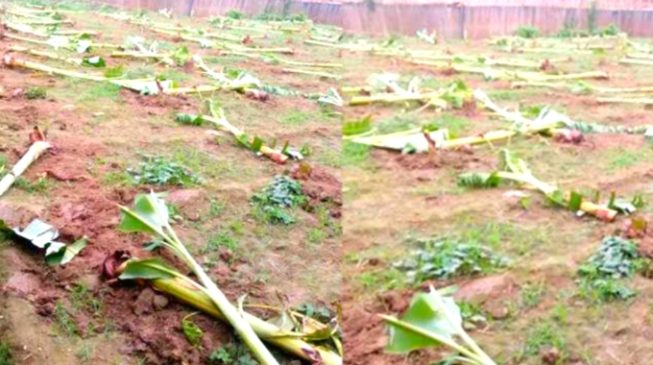 বাগমারায় প্রতিপক্ষকে ফাঁসাতে