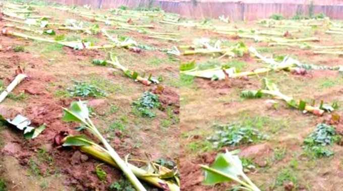 বাগমারায় প্রতিপক্ষকে ফাঁসাতে