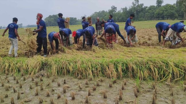 রাজশাহীর বাগমারায় কৃষকের ধান কেটে দিলেন কৃষক দল নেতা-কর্মীরা
